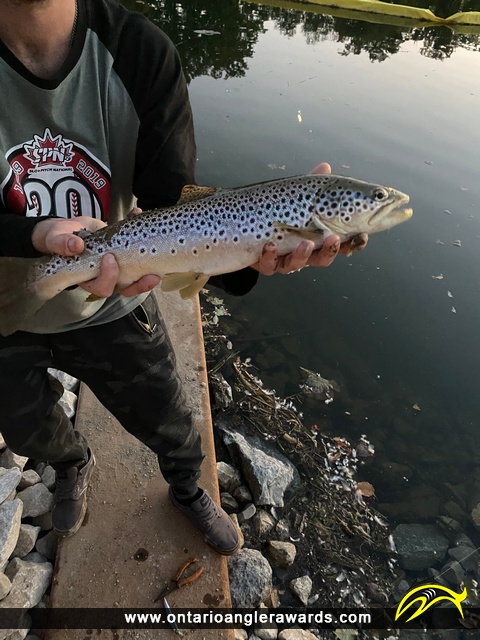 24" Brown Trout caught on Credit River