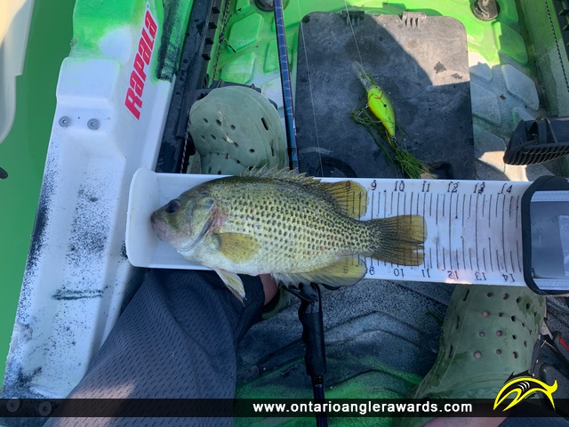 11" Rock Bass caught on Lake Simcoe