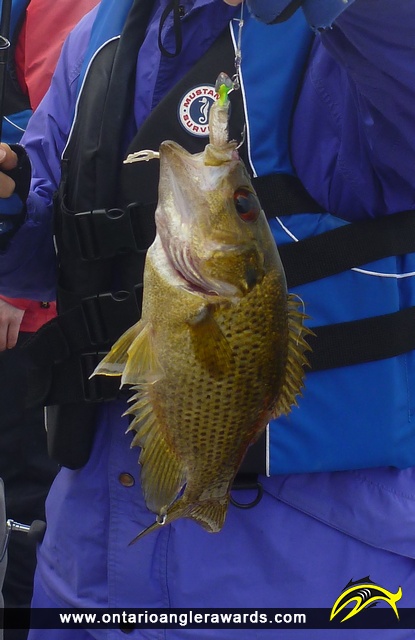 10" Rock Bass caught on Rice Lake