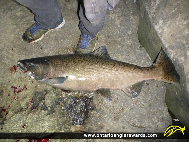 36" Chinook Salmon caught on Lake Ontario