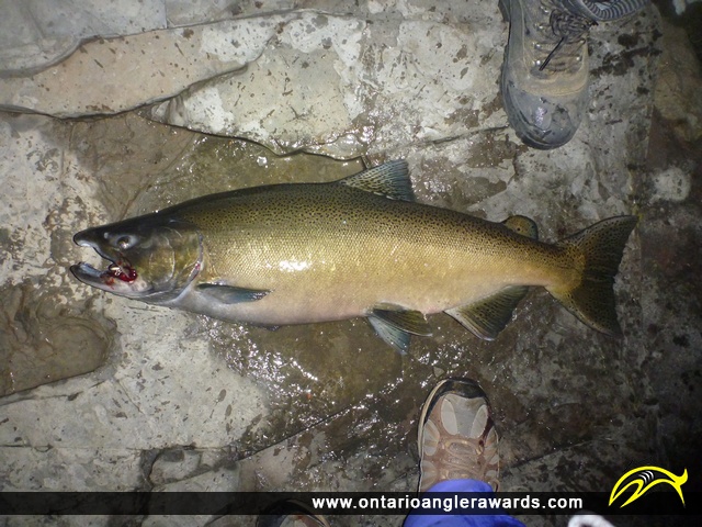 36" Chinook Salmon caught on Lake Ontario