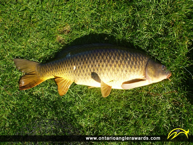 30" Carp caught on Rice Lake