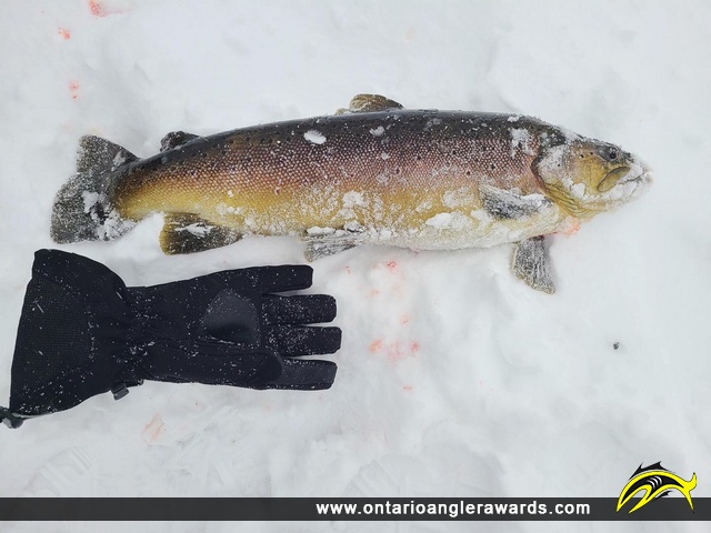 26.5" Brown Trout caught on Lost Lake
