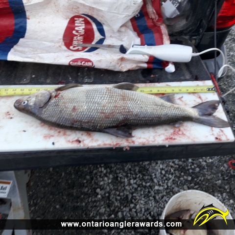27.5" Whitefish caught on Winnepeg River System