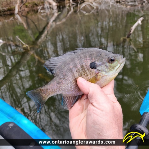 9" Bluegill caught on Pinehurst