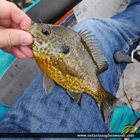 9" Pumpkinseed caught on Pinehurst Lake