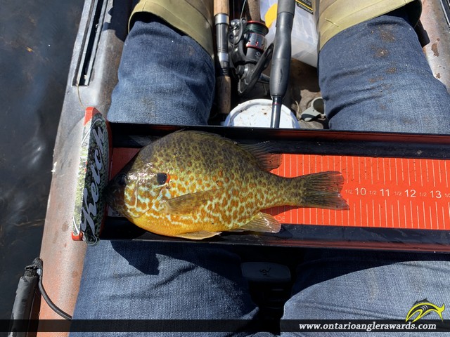9.25" Pumpkinseed caught on Ottawa River