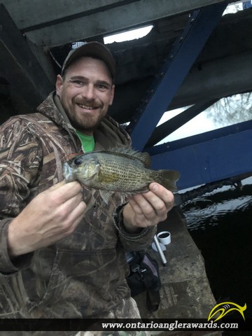 10.25" Rock Bass caught on Bay of Quinte 