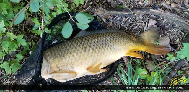 33" Carp caught on Thames River