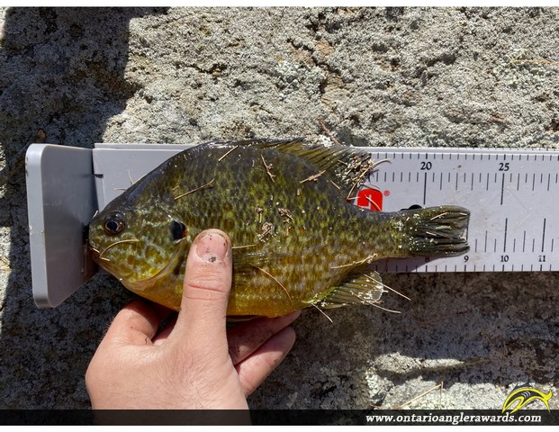 9" Pumpkinseed caught on Christie Lake 