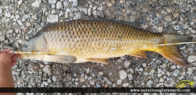 31" Carp caught on Thames River