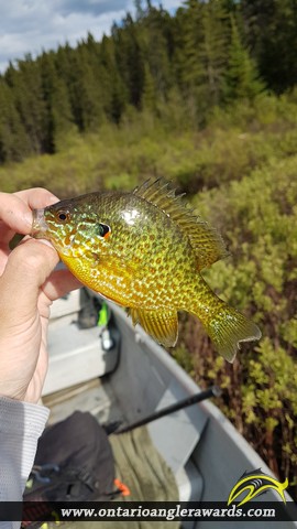 9" Pumpkinseed caught on Amikougami Creek