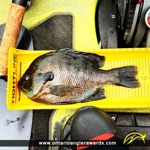9.75" Bluegill caught on Big Rideau Lake