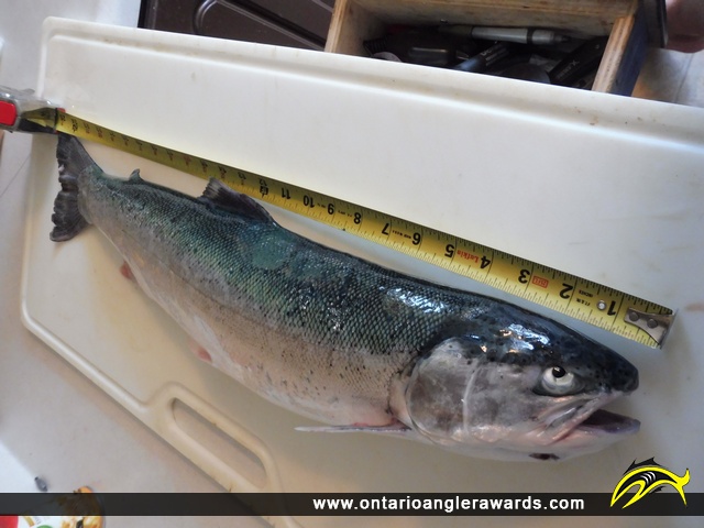 25" Rainbow Trout caught on Lake Erie