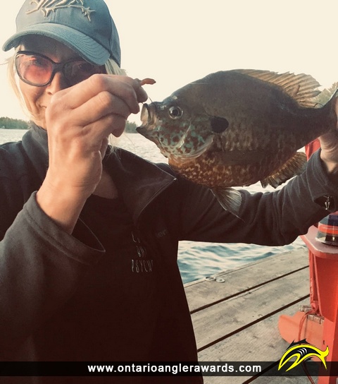 10" Pumpkinseed caught on Stoney Lake