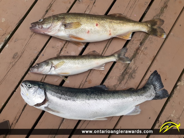 25.5" Rainbow Trout caught on Lake Erie