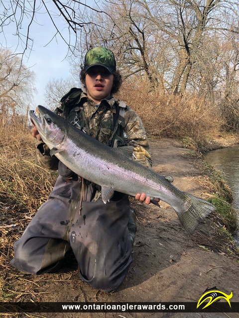 34" Rainbow Trout caught on Lake Ontario 