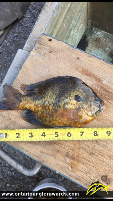 9" Pumpkinseed caught on Rondeau Bay