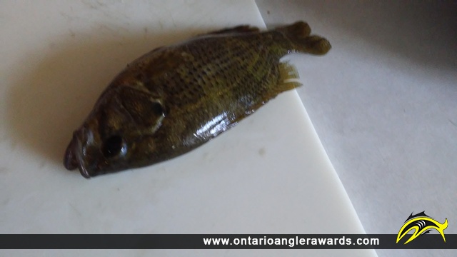 10.5" Rock Bass caught on Lake Erie
