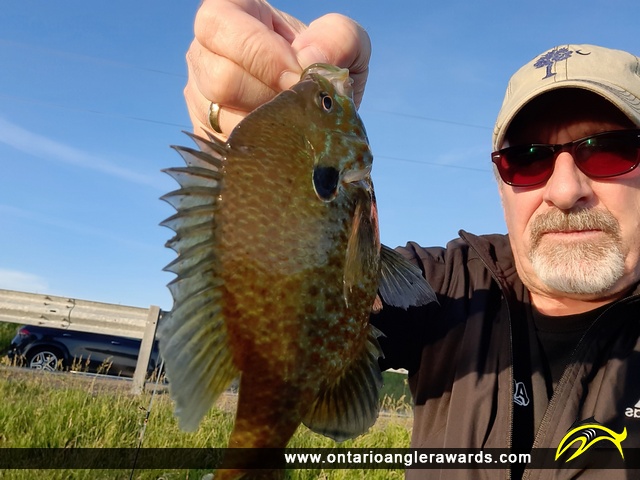 9" Pumpkinseed caught on Lake Scugog