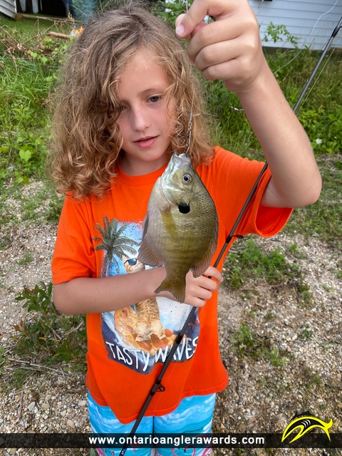 10" Bluegill caught on Sky Lake