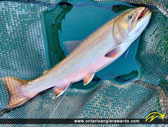 18.5" Brook/Speckled Trout caught on Pallet Lake