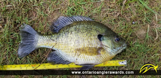 9.25" Bluegill caught on Lake Margaret