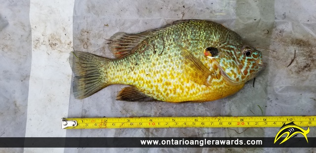 9" Pumpkinseed caught on Lake Margaret