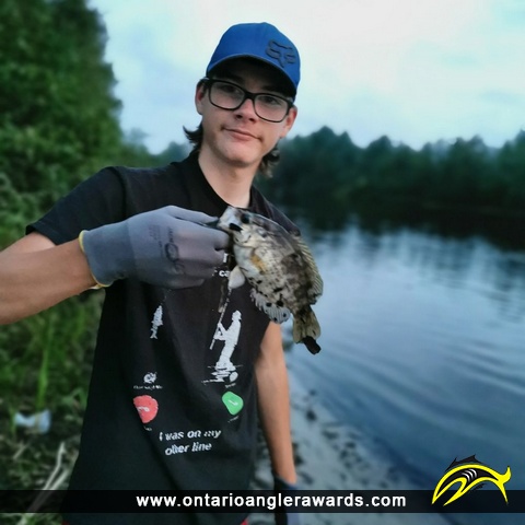 11" Rock Bass caught on Mattagami River