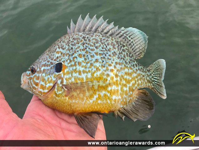 9.5" Pumpkinseed caught on Lake Erie