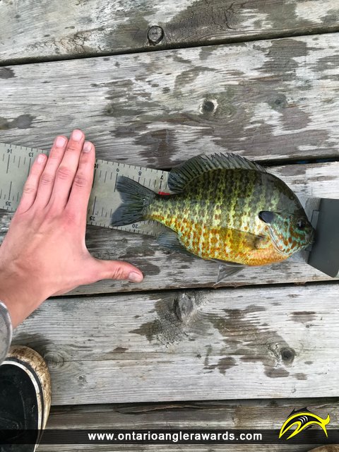 9" Bluegill caught on Kashwakamak Lake 
