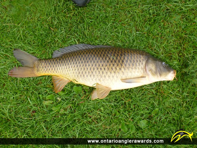 30" Carp caught on Rice Lake