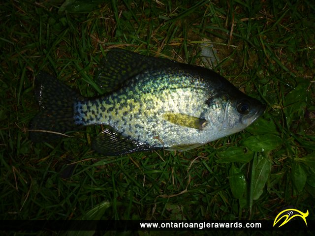 10" Black Crappie caught on Rice Lake