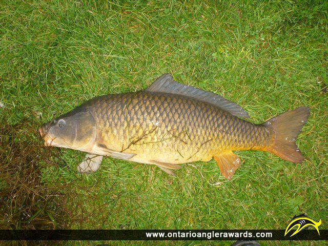 30" Carp caught on Rice Lake
