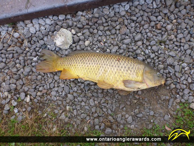 30" Carp caught on Rice Lake