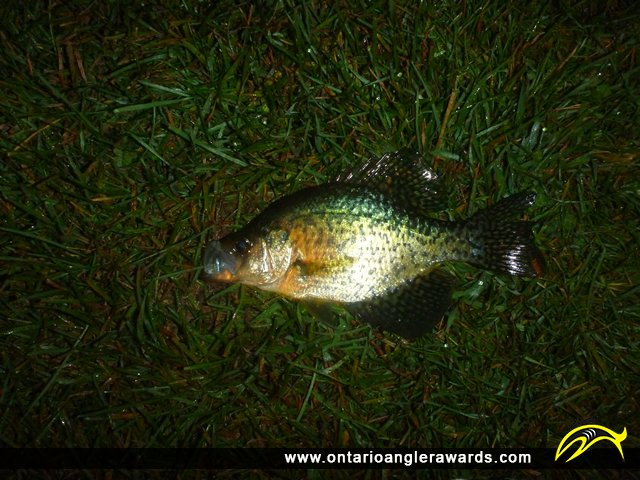 10" Black Crappie caught on Rice Lake