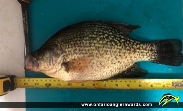 14" Black Crappie caught on Wabigoon lake