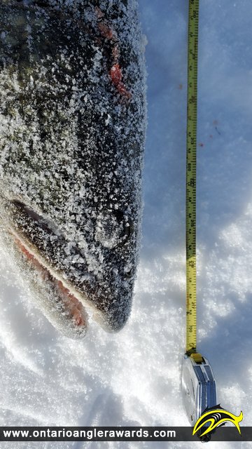 27.5" Lake Trout caught on Lake Penage