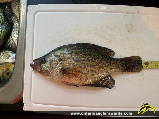 11.50" Black Crappie caught on Detroit River
