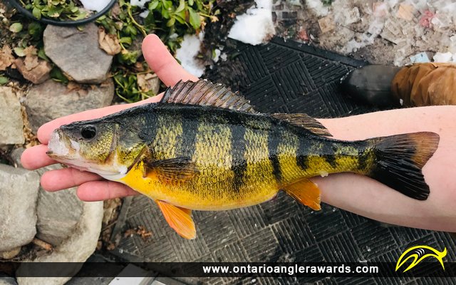 14" Yellow Perch caught on St. Lawrence River