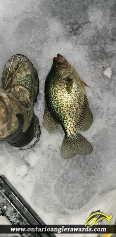 15" Black Crappie caught on Rice Lake