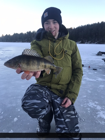 12.75" Yellow Perch caught on Angle Lake