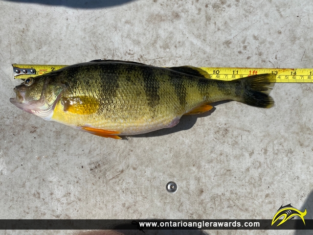 13" Yellow Perch caught on St. Lawrence River