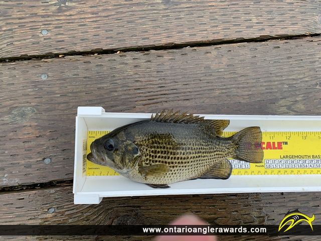 10" Rock Bass caught on Lake Nipissing 