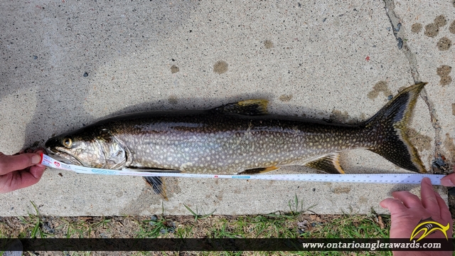 27.5" Lake Trout caught on Big Vermilion Lake