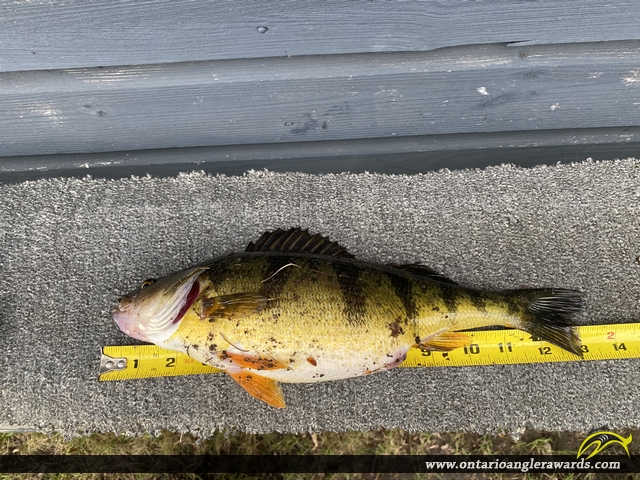 13" Yellow Perch caught on St. Lawrence River