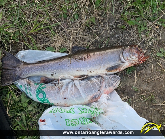 22" Brook/Speckled Trout caught on Butler Creek