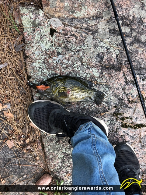 11" Rock Bass caught on Petawawa River