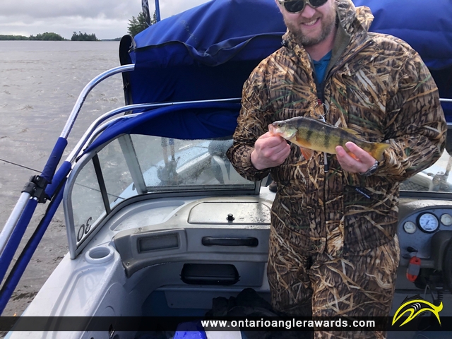 14" Yellow Perch caught on Lake of the Woods