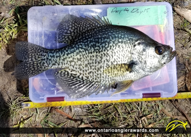 12" Black Crappie caught on Lake Margaret